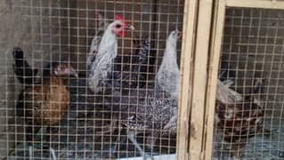 Golden Misri Hens for sale ,Desi hens ,