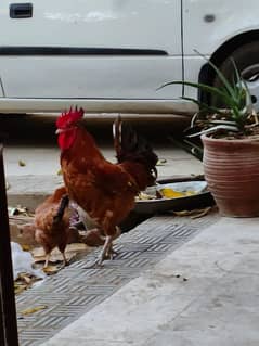 I am selling 3 hen