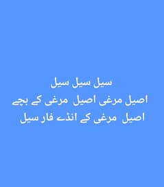 Aseel murgi 4 sale