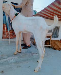 rajanpuri Bakra 2dant 03498200770