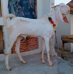 rajanpuri Bakra 2dant 03498200770