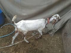 Bakra for 2025 qurbani  fresh donda