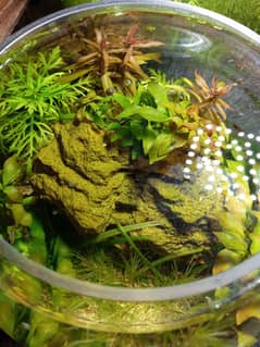 1.5 * 1.5 feet fully planted aquarium plus 3 bowls