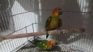 sunconure pathey yellow ringneck patha