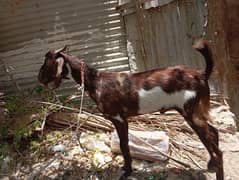 2 Dant Bakra khassi