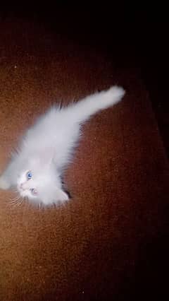 white Persian kitten