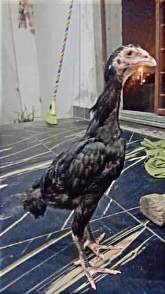 shamo chick