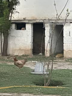 Desi 20 murgia urgent sale 03171507390