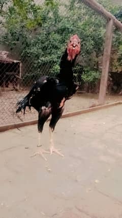 LSSANI ASEEL PATHA