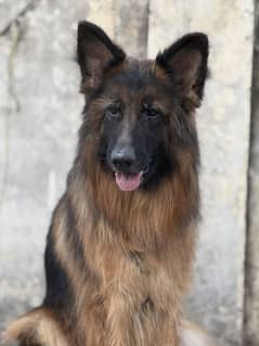 German shepherd dog female full friendly long court female