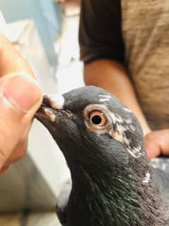Pigeon