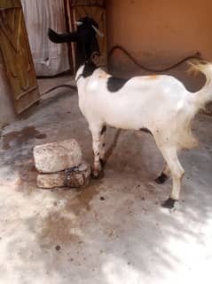 Bakra sell