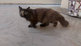 Healthy Persian cats for sale