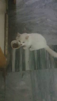 Fully trained cat