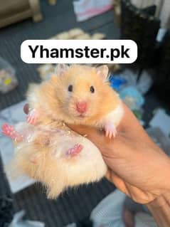 Hamster long coat fluffy  hamster