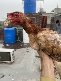 Desi murghiya