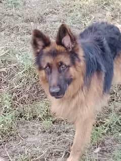 for