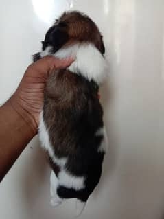 SHIH TZU
