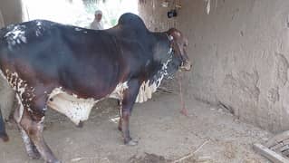 Bull for Eid UL adha