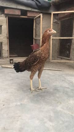 Aseel Mianwali murgi chotay qad ki choras nali