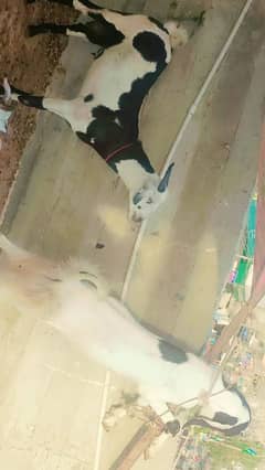 2dant bkry