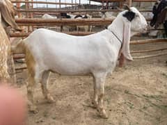 Goats for Sell