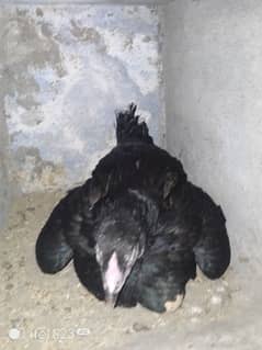 kurak aseel murgyain for sale