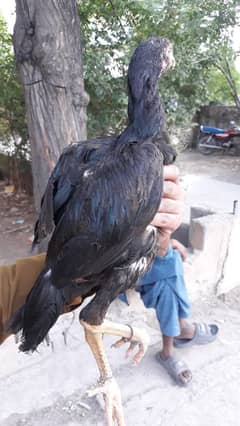 lakhi female mushka male for sale 03379783965