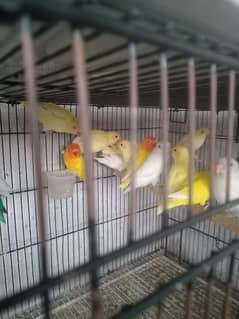 love birds breeders pair s