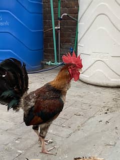 Desi murghiya