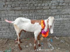 Rajanpuri bakrai 14