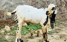 Desi Bakra for sale