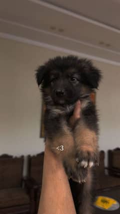 German