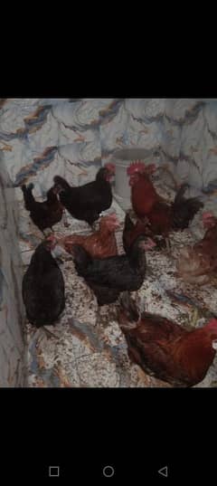 9 females and 2 male