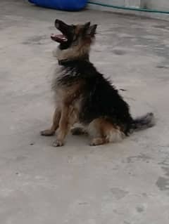 Belgian shepherd