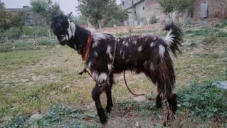 donda bakra for sale 03244145082