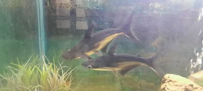 fish's