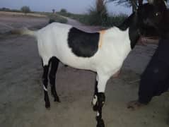 2 dant