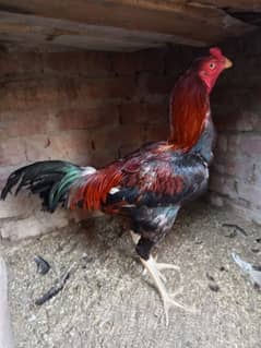 Thai Aseel
