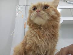 Persian