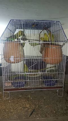 7 pairs of Australian Parrots + Cage