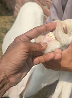 kajla chatra for  sell
