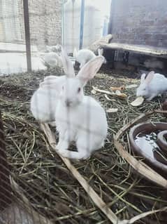 red eyes rabbit