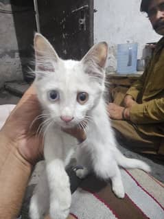 white Persian cat