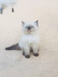 Piki