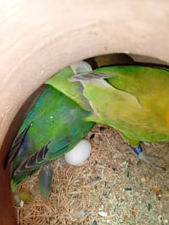 Love bird & Fisher