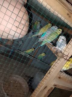 Total 28 pairot hen or bachy بھی۔ deia huwy hen