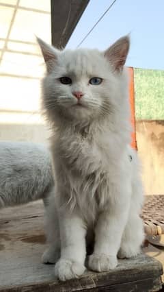 white maine coon 14 months old