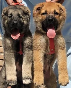 Kurdish Kangal security Dog 2 months pair for sale heavy bone