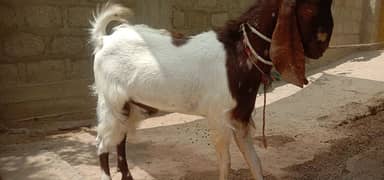 bakra